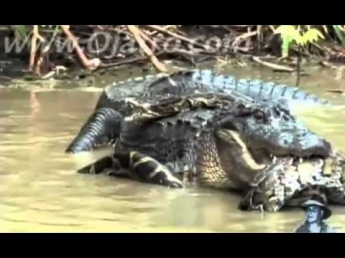 Real Fight    Python Attacks Alligator   Stepashka