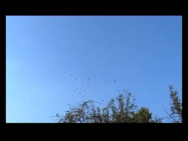 голуби летят над нашей зоной