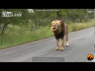 необычный рычание льва. unusual growling lion (video) HG