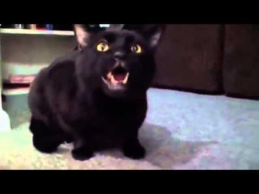 Смешное видео про кошек. Черная кошка поет очень красиво. ШОК!