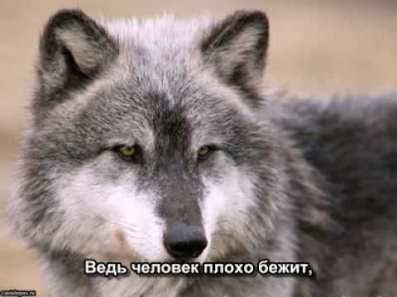 Волчонок - А.Маршал