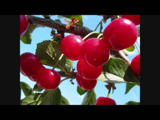 Аркадий Северный & Ko: поспели вишни в саду у дяди Вани