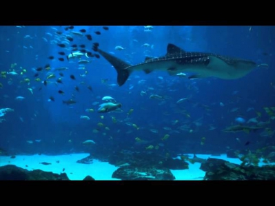 Ocean Voyager Part I - 6 Hour REAL VIDEO Ocean Aquarium