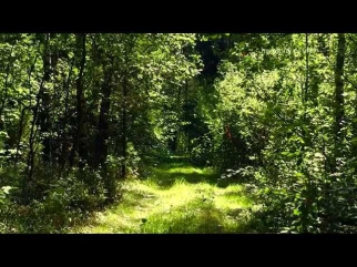 Relaxing. Meditation. Nature. Forest №01. Wood sounds. 木 Звуки леса. Природа