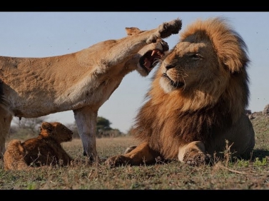 Тайный мир животных: Львы, гепарды, леопарды | жестокий мир хищников [2013]