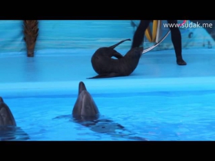 Открытие дельфинария в Судаке и самые яркие моменты шоу