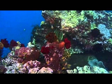 Удивительный подводный мир Коралловый риф Релаксация