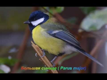 Голоса птиц - Больша́я сини́ца (  Parus major)